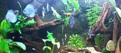 aquarios-e-peixes-santa-rita-1402333722