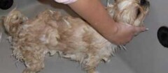 banho-e-tosa-de-animais-santa-rita-1402333924