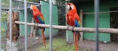criadores-de-animais-santa-rita-1402334517