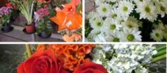 floricultura-santa-rita-1402582007