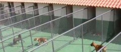 hotel-para-animais-santa-rita-1402335229