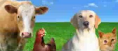 produtos-veterinarios-santa-rita-1402335720