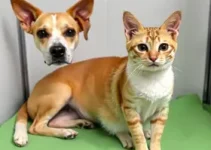castração de cães e gatos na Paraíba
