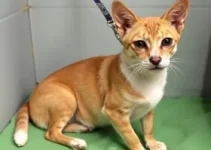 castração de cães e gatos na Paraíba