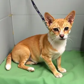 castração de cães e gatos na Paraíba